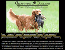 Tablet Screenshot of grapevinegoldens.com